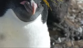 Macaroni Penguin on Saunders Island