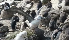 Albatros on Saunders Island in Rockhopper Colony