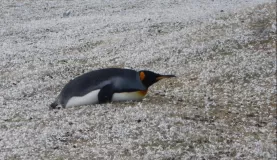 King Penguin on Saunders Island