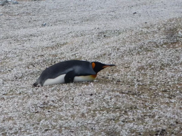 King Penguin on Saunders Island