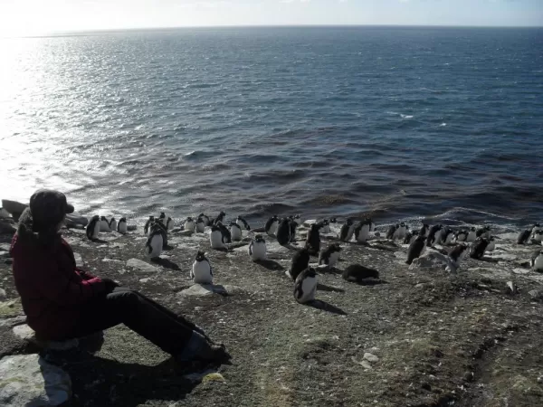 Watching the penguin colony