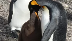 King Penguin and Young on Saunders Island