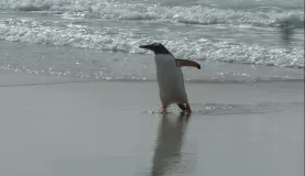 A waddling penguin by the sea