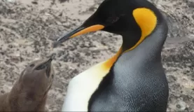 King Penguin Parent and Child on Saunders Island
