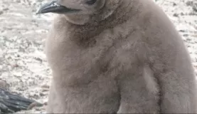 Baby King Penguin on Saunders Island