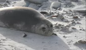 Baby Elephant Seal on Sea Lion Island