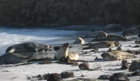 Elephant Seals on Saunders Island