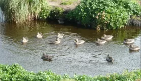 Duck Pond on Sea Lion Island