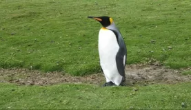 King Penguin at Volunteer Point, East Falkland