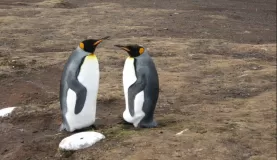 King Penguins at Volunteer Point, East Falkland