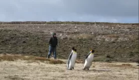 King Penguins at Volunteer Point, East Falkland