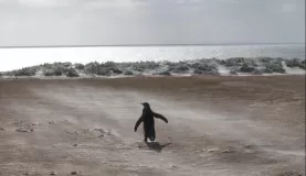 A waddling penguin