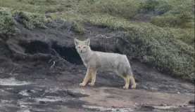 Fox on Weddell Island