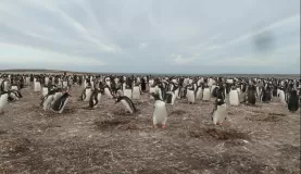 Gentoo Penguin Colony on Weddell Island