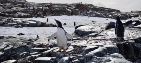 A colony of Gentoo penguins tilts their heads up in the snow in the South Shetland Islands, Antarctica.