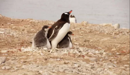Penguins everywhere!