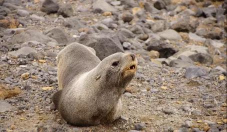 A barking seal
