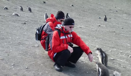 curious penguins