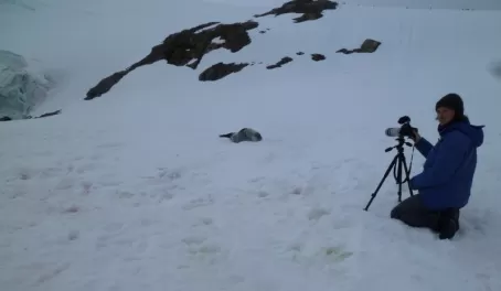 Photographing a seal