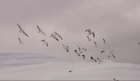 Birds in the air