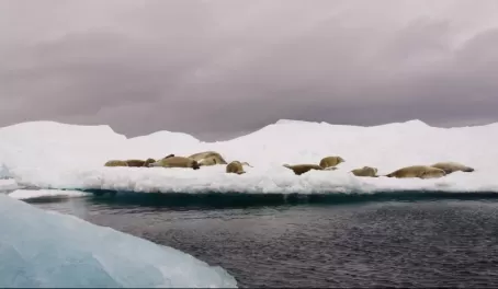 Seals everywhere!
