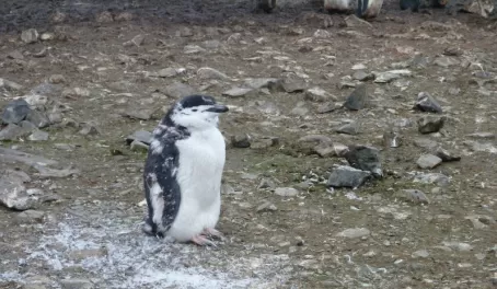 Penguins at the bottom of the world