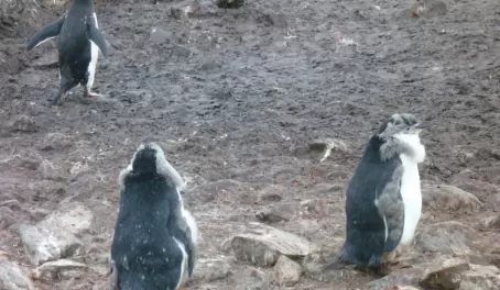Penguins at the bottom of the world