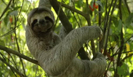 Three-toed sloth in Costa Rica
