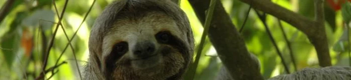 Three-toed sloth in Costa Rica