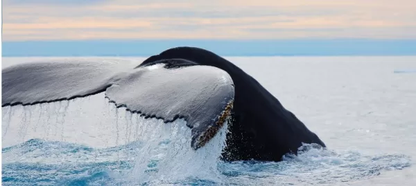 A humpback whale raises its fluke