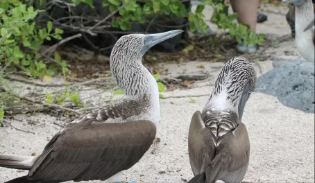 A pair of blue-footed boobies in the Galapagos