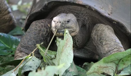 Galapagos tortoise enjoying a snack