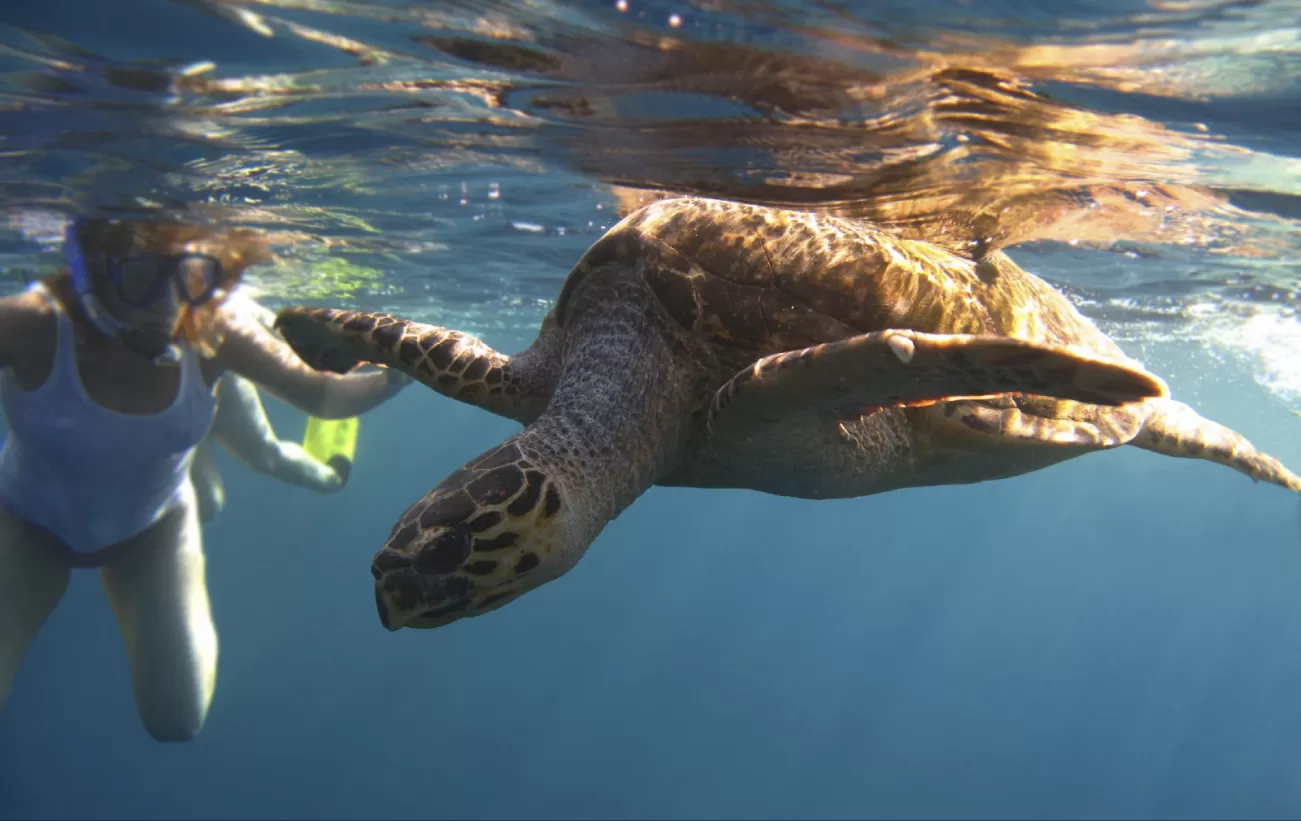 Encounter tropical wildlife while you sail on the Aranui