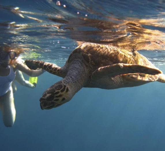 Encounter tropical wildlife while you sail on the Aranui