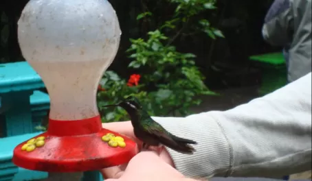 With the hummingbird