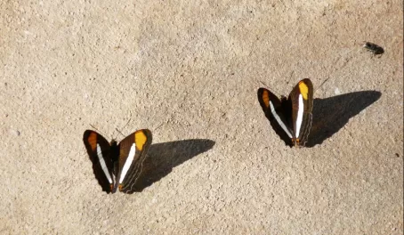 Butterflies in Argentina
