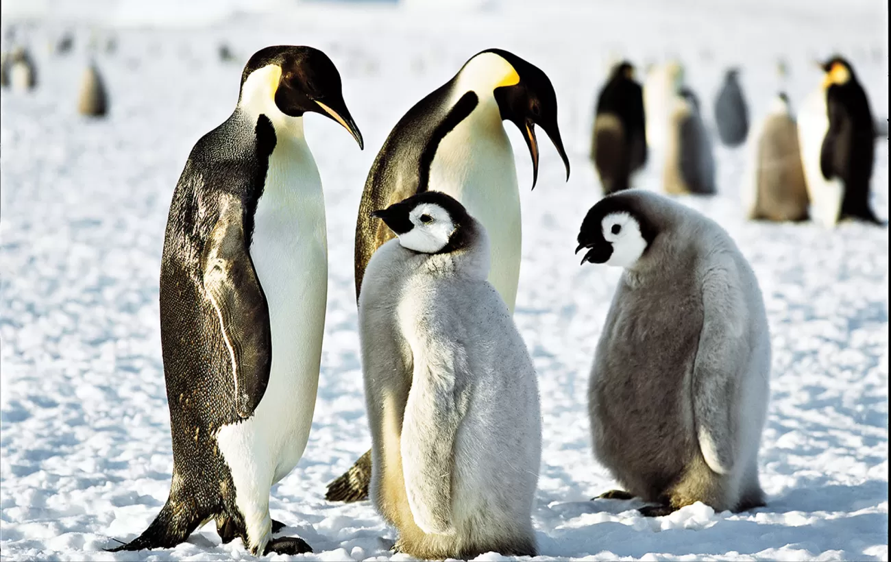 Small penguin families