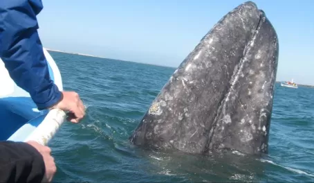 Whales in Baja