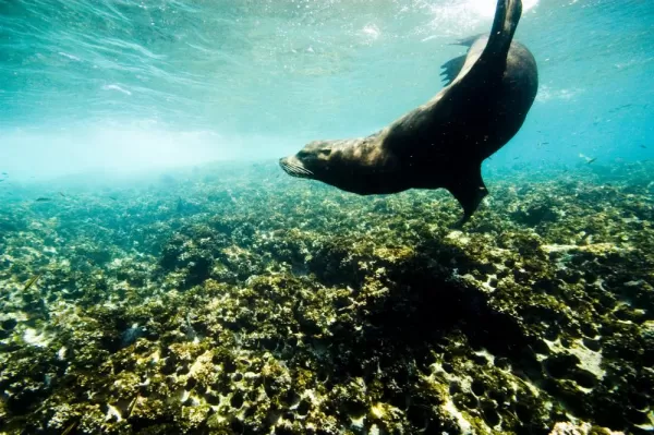 Snorkel with sea lions in Baja