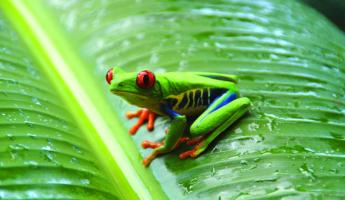 Tree frog spotted in the Amazon