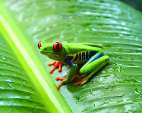 Tree frog spotted in the Amazon