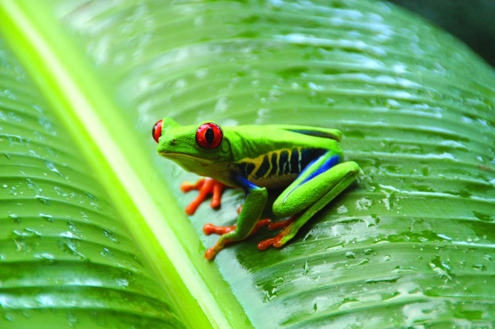 Top 10 Monteverde Cloud Forest Tours Ecolodges In Costa Rica