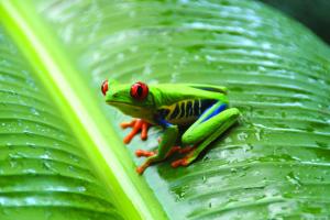 Rainforest Tours and Travel: Wildlife travel in the Rainforests