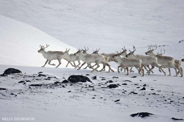 Arctic Tour - Caribou Migration & Northern Lights Arctic Trip