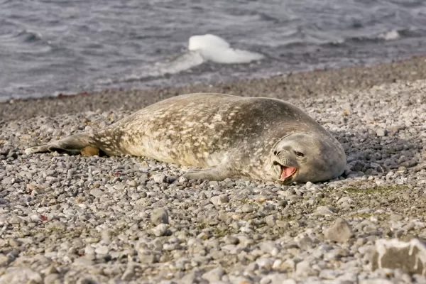 Seal relaxing on the shore