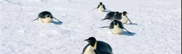 Penguins cruising the ice