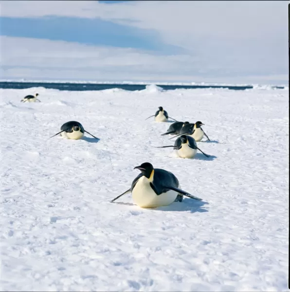 Penguins cruising the ice