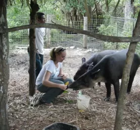 Feeding the tapirs at the zoo