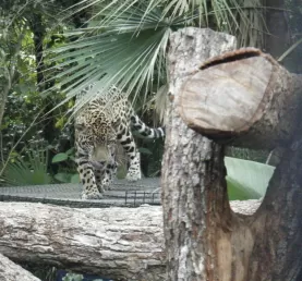 Jaguar feeding time