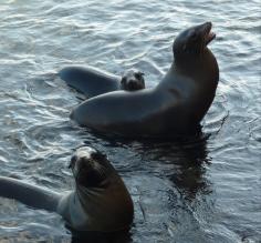 Basking in the shallows